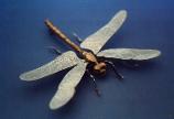 dragon fly